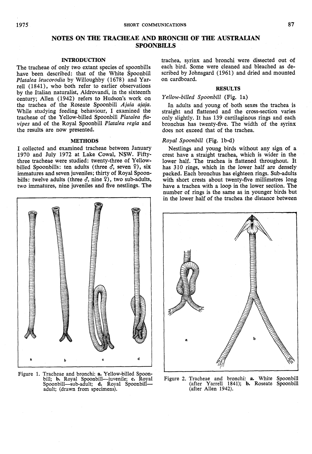 Notes on the Tracheae and Bronchi of the Australian Spoonbiels