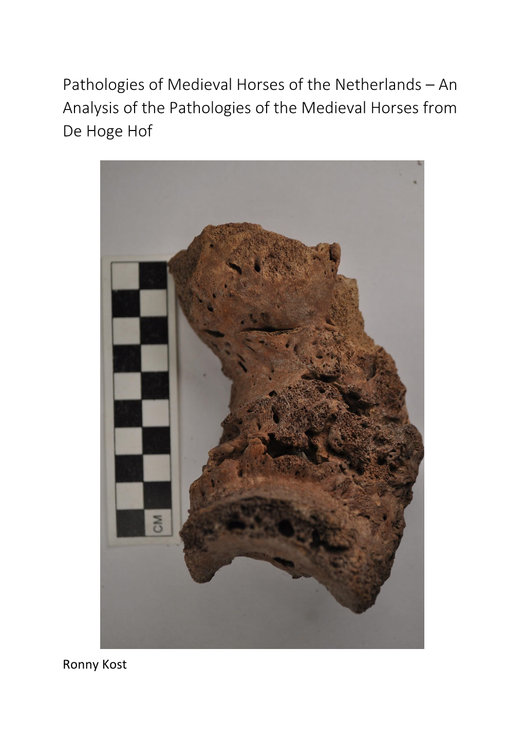 Pathologies of Medieval Horses of the Netherlands – an Analysis of the Pathologies of the Medieval Horses from De Hoge Hof