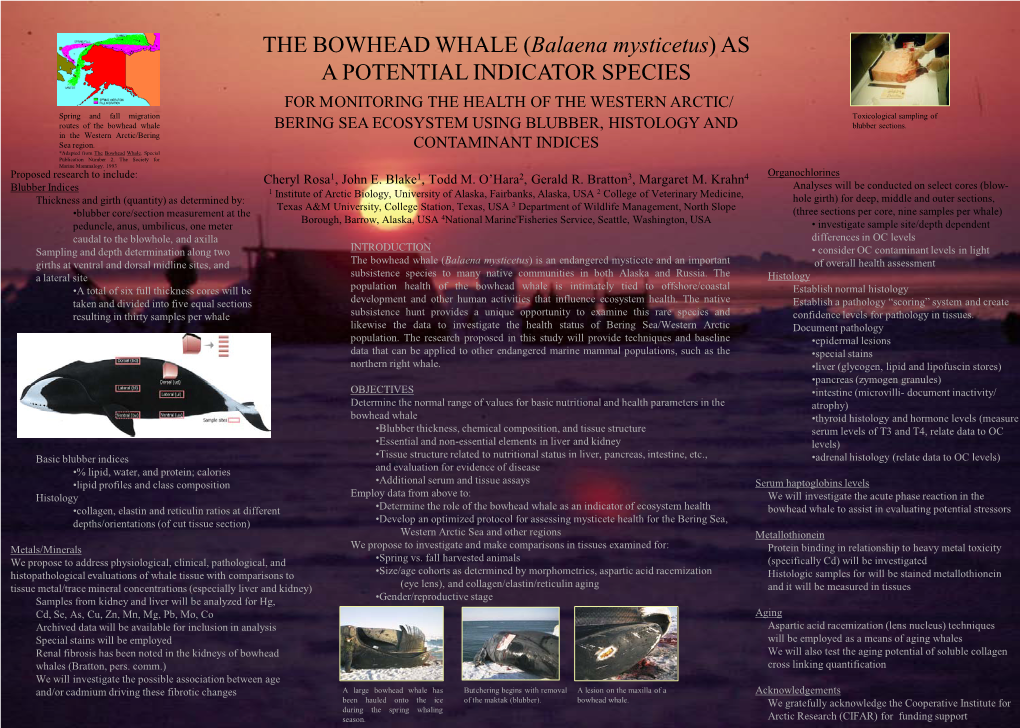 THE BOWHEAD WHALE (Balaena Mysticetus) AS a POTENTIAL