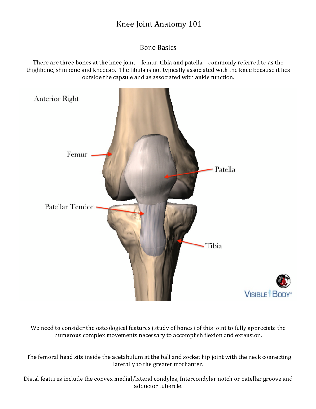 Knee Joint Anatomy 101