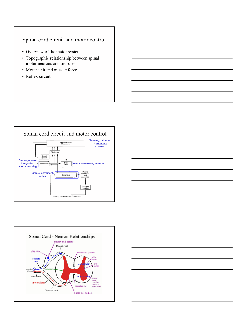 1 Spinal Cord Circuit and Motor Control Spinal Cord Circuit and Motor Control