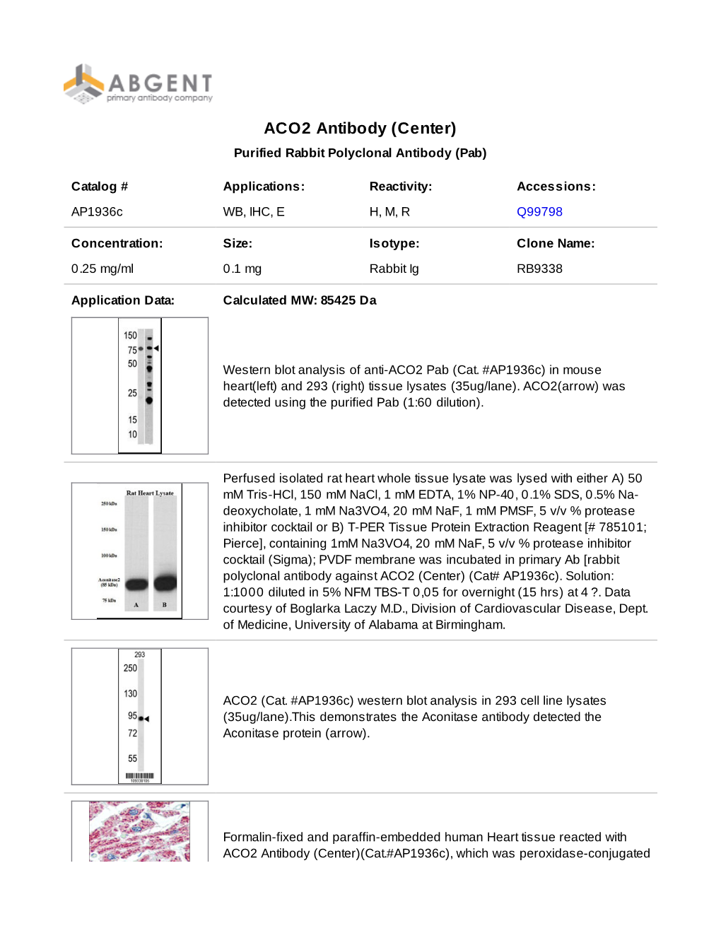 Ap1936c ACO2 Antibody (Center)