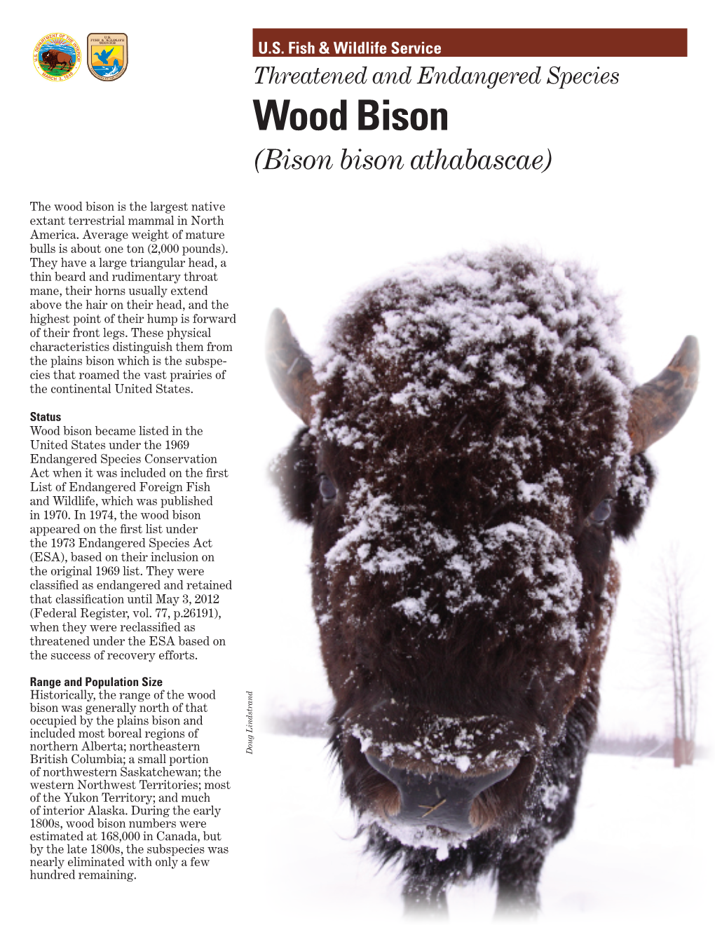 Threatened and Endangered Species Wood Bison (Bison Bison Athabascae)