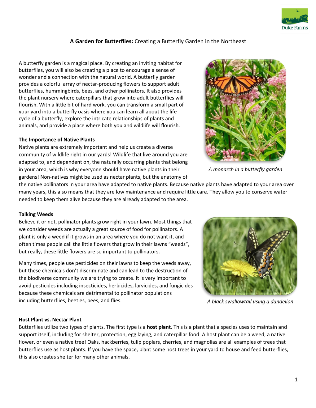 A Garden for Butterflies: Creating a Butterfly Garden in the Northeast