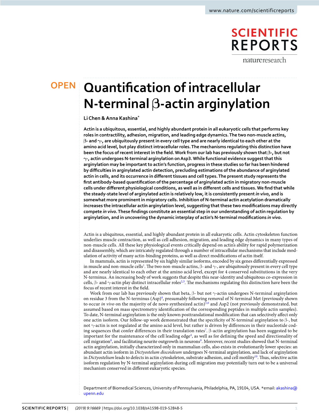 Quantification of Intracellular N-Terminal Β-Actin Arginylation