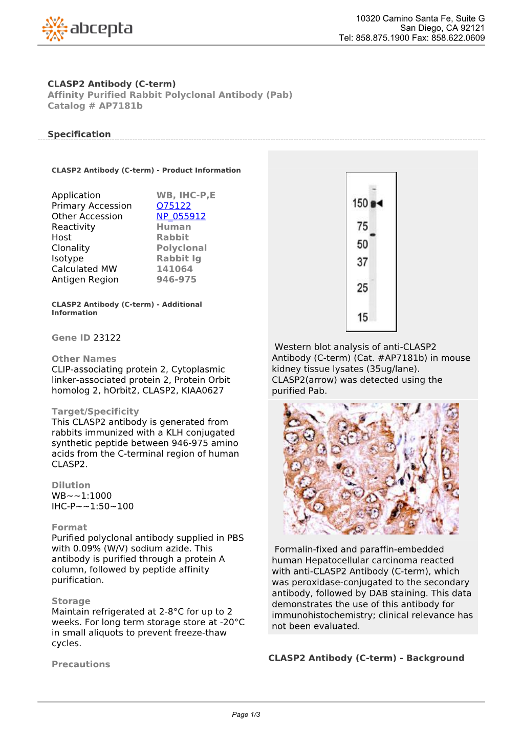 CLASP2 Antibody (C-Term) Affinity Purified Rabbit Polyclonal Antibody (Pab) Catalog # Ap7181b