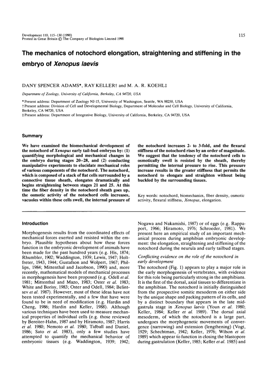 The Mechanics of Notochord Elongation, Straightening