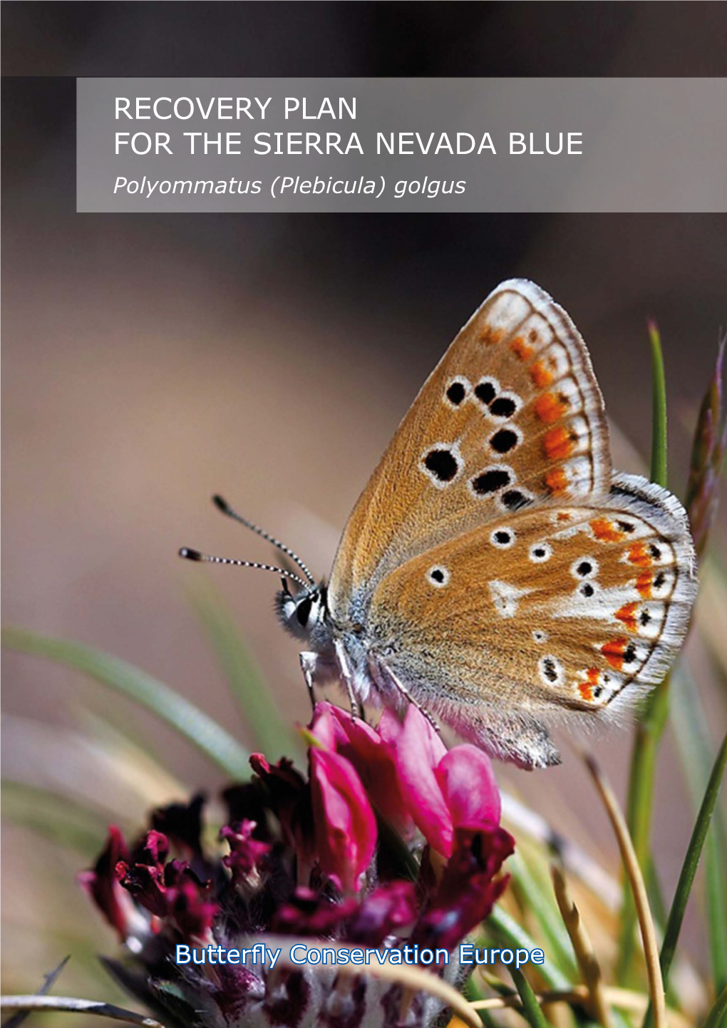 RECOVERY PLAN for the SIERRA NEVADA BLUE Polyommatus (Plebicula) Golgus