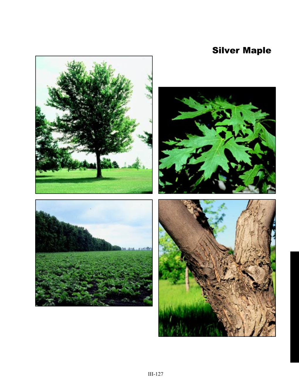 Silver Maple