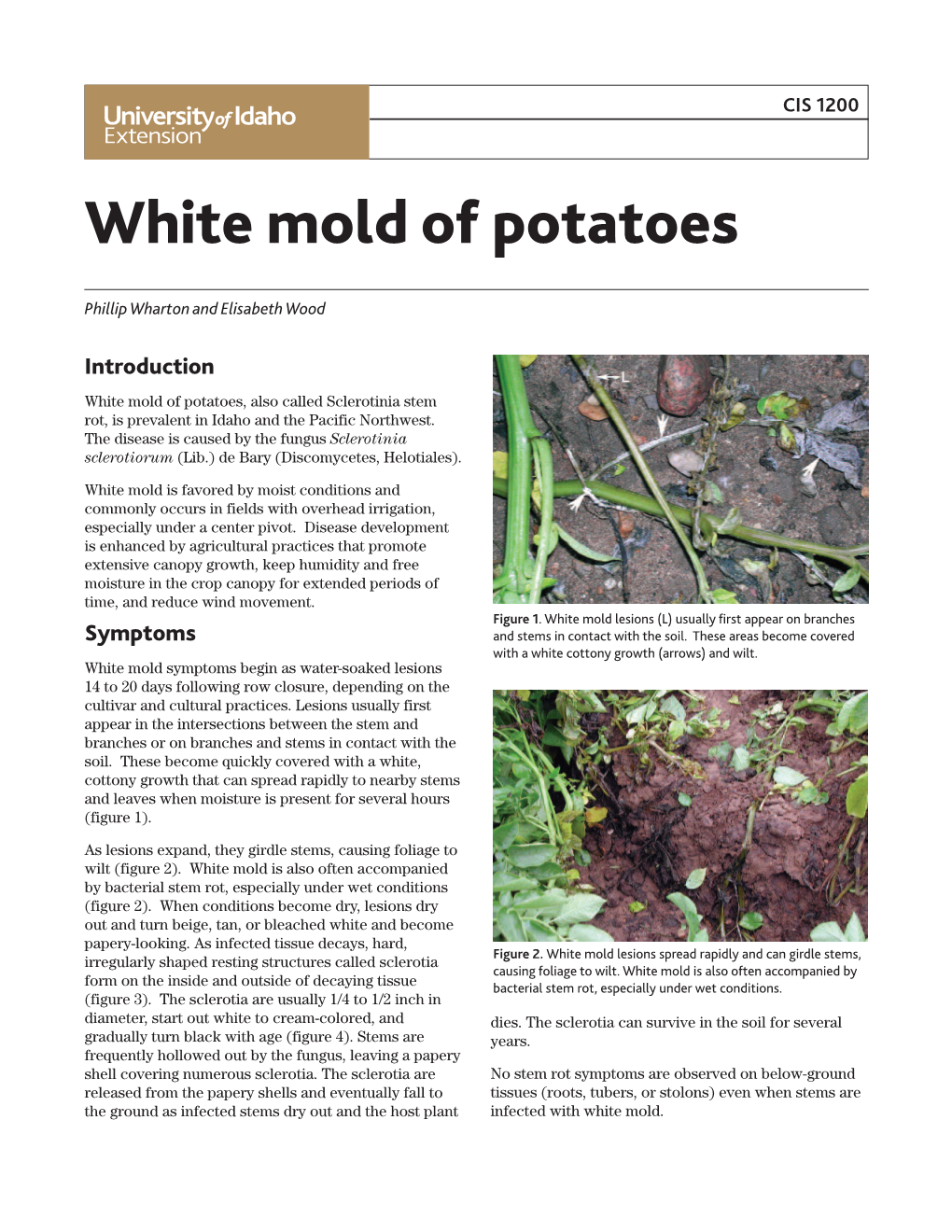 White Mold of Potatoes