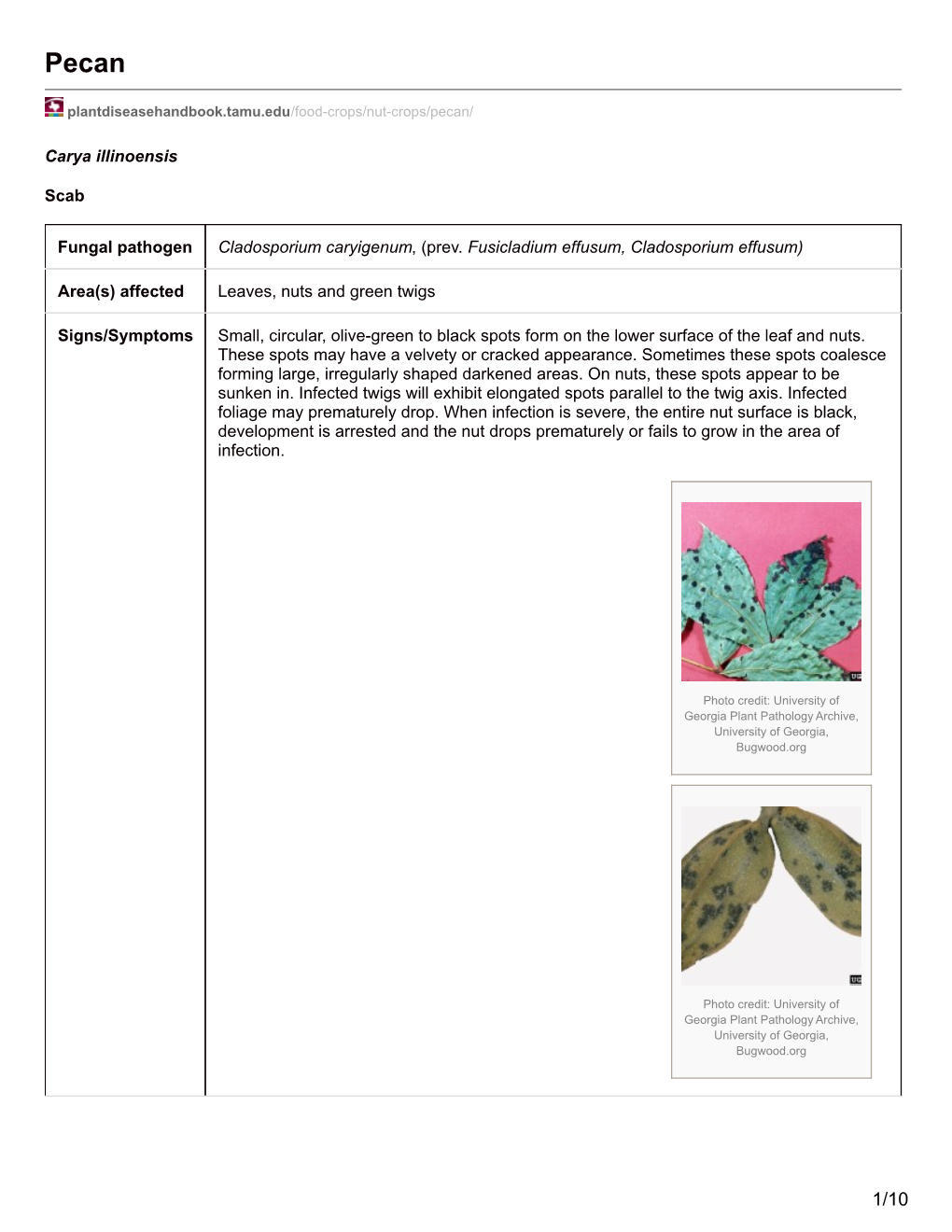 Pecan Diseases 2016