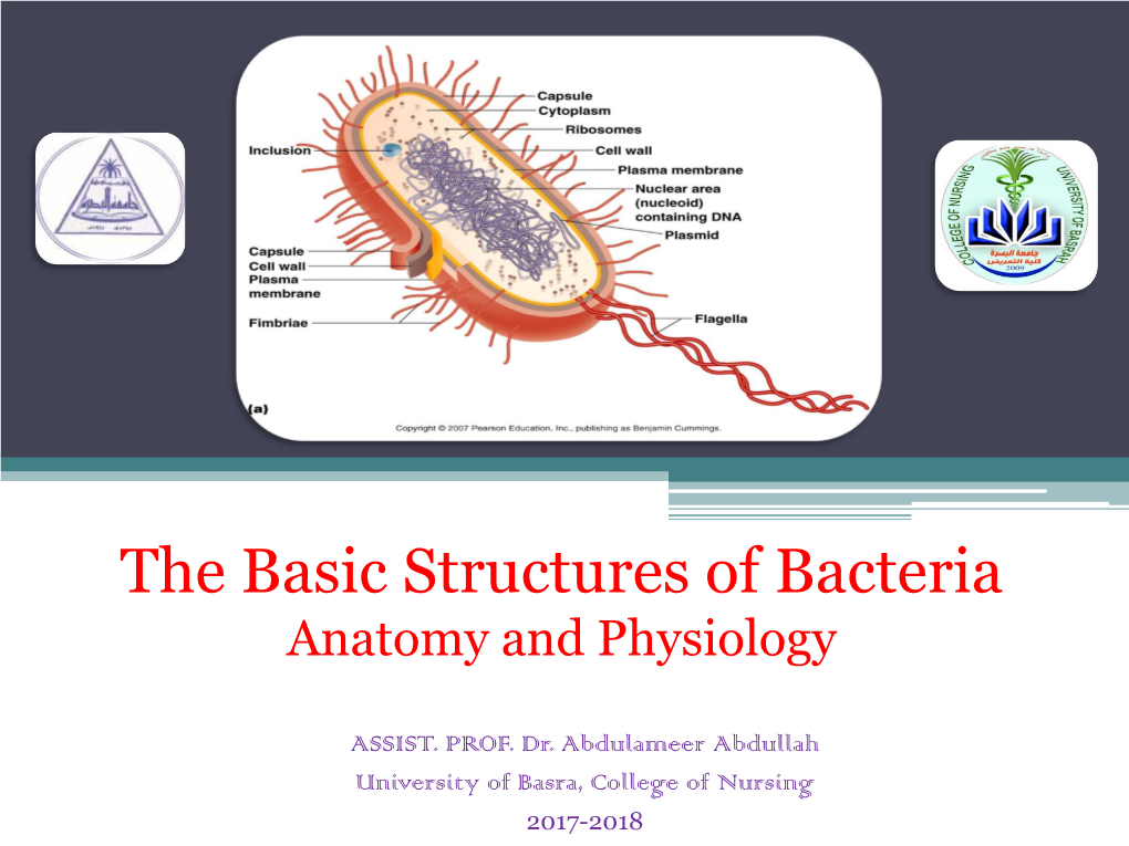 The Basic Structures of Bacteria Anatomy and Physiology