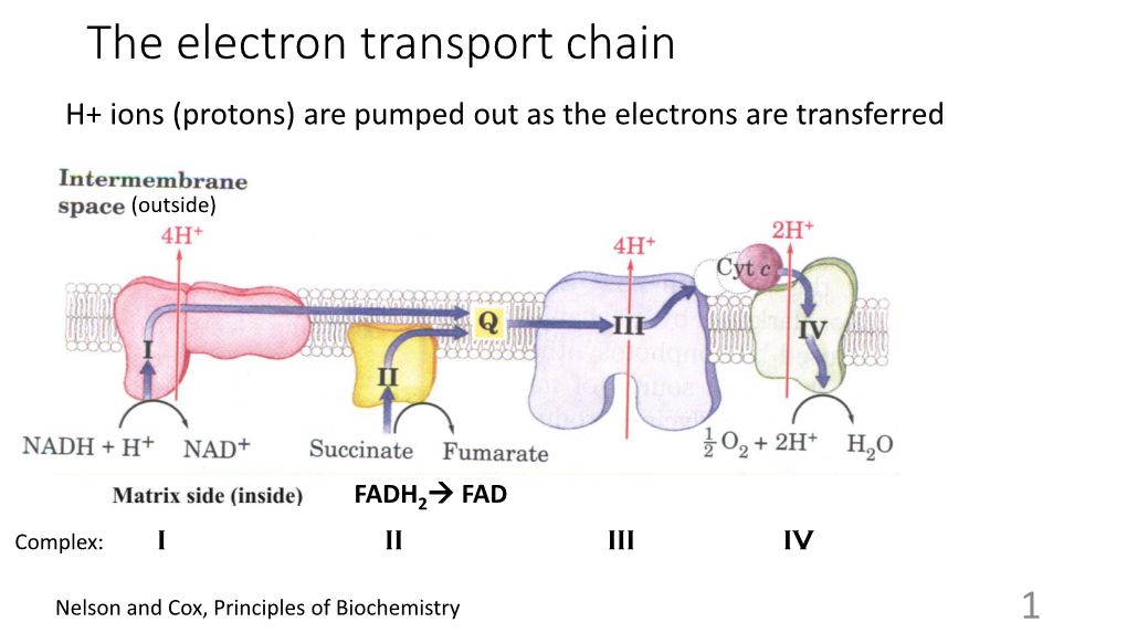 Fatty Acid Catabolism (Oxidation)