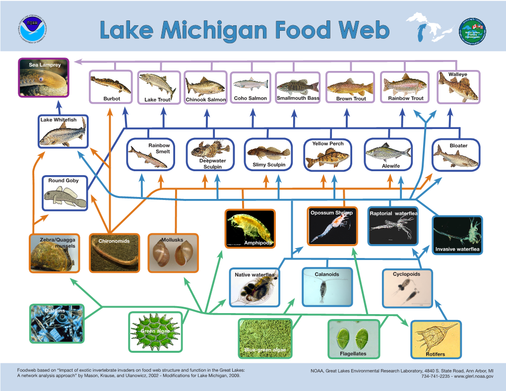 Lake Michigan Food Web MENT of C