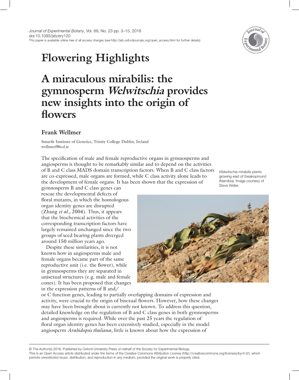 Gymnosperm Welwitschia Provides New Insights Into the Origin of Flowers