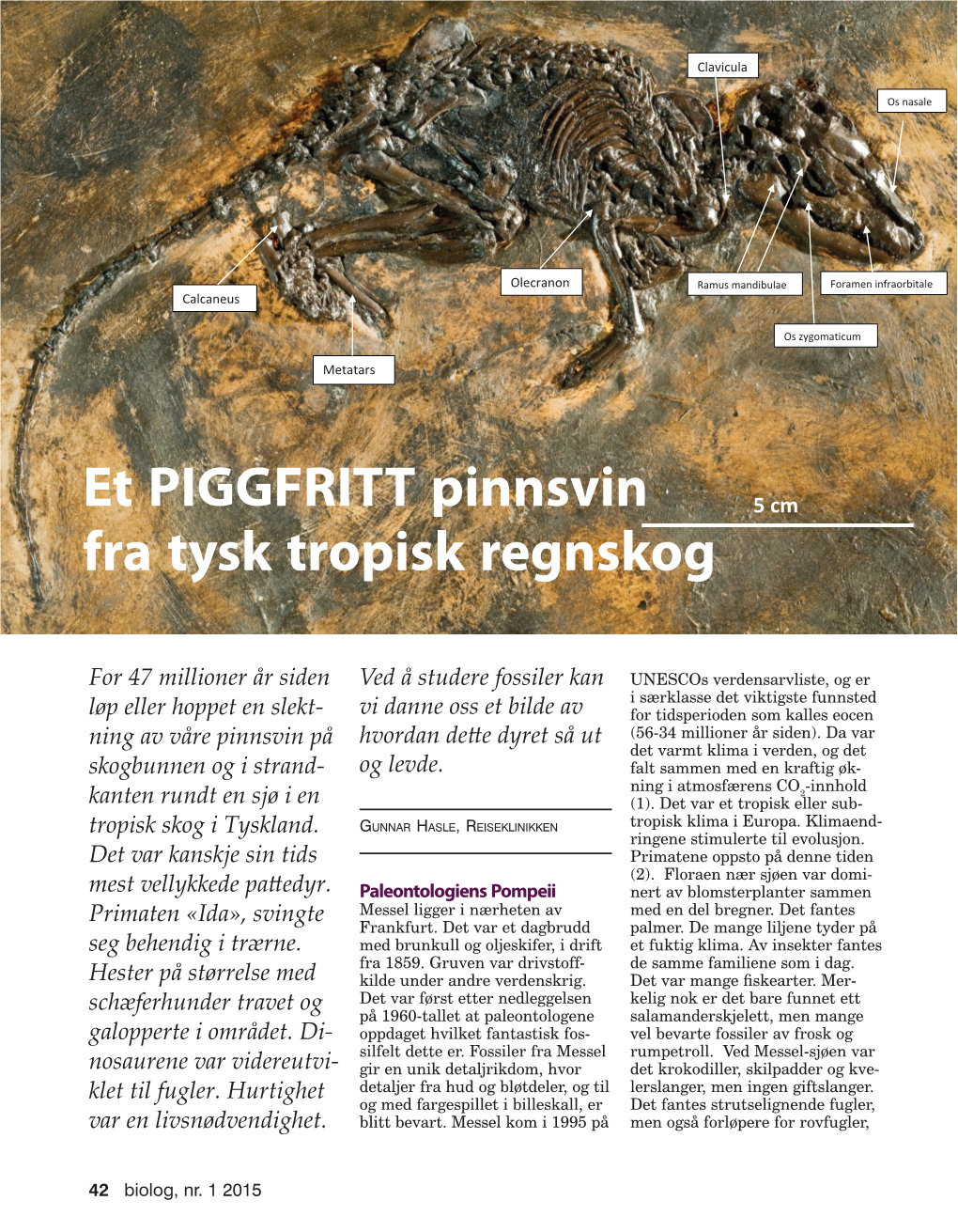 Hasle G. Macrocranion Tupaiodon, Et Piggfritt Pinnsvin Fra Tysk Tropisk