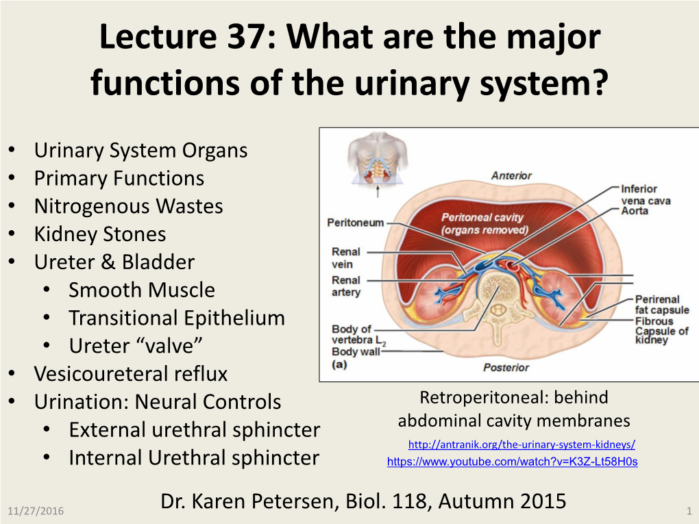 Lecture 37: What Are the Major Functions of the Urinary System?
