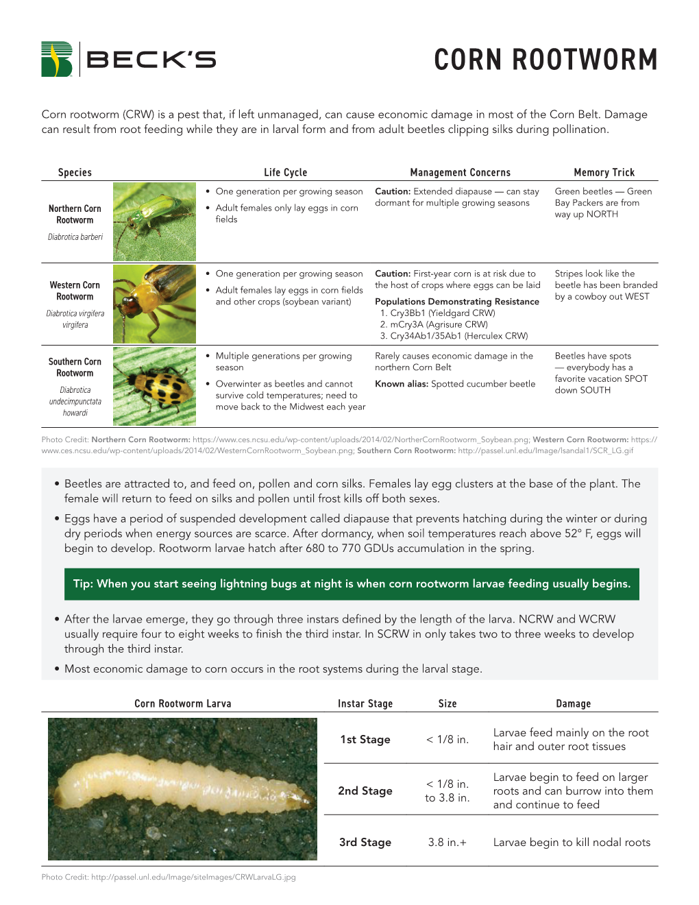 Corn Rootworm