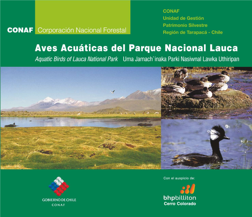 Aves Acuáticas Parque Nacional Lauca
