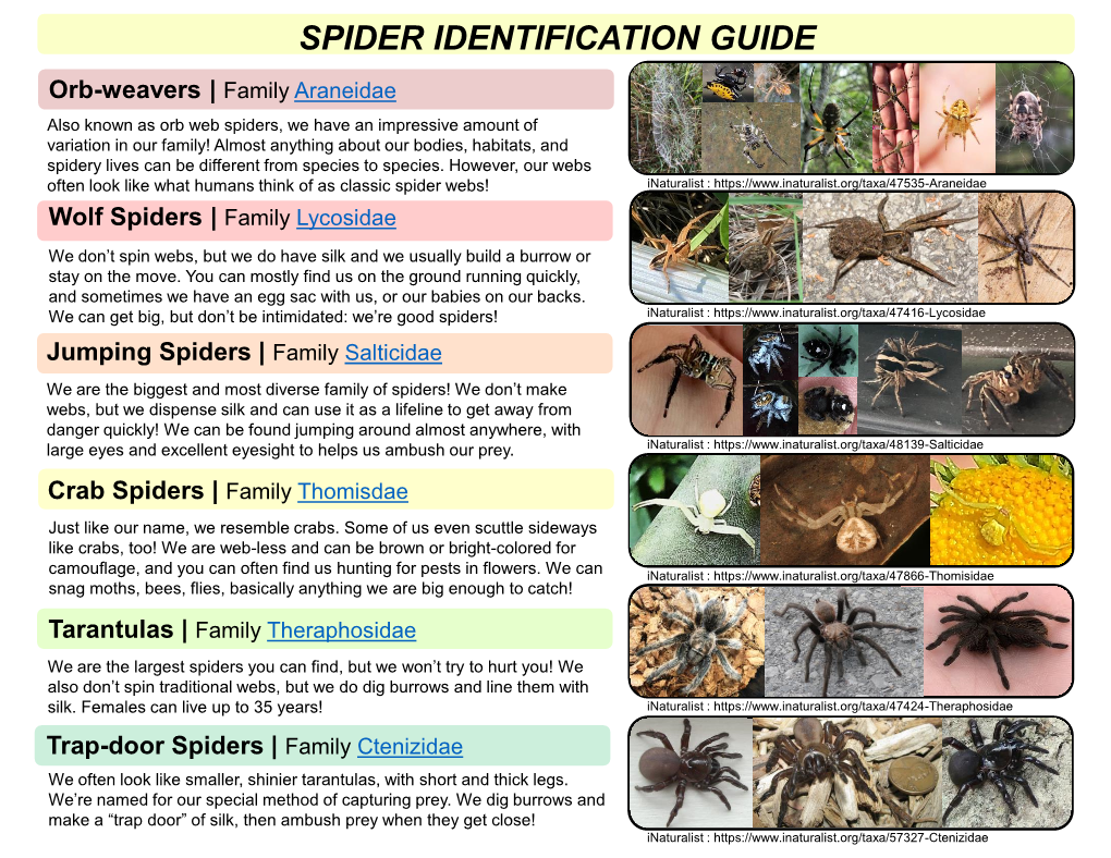 Spider Identification Guide