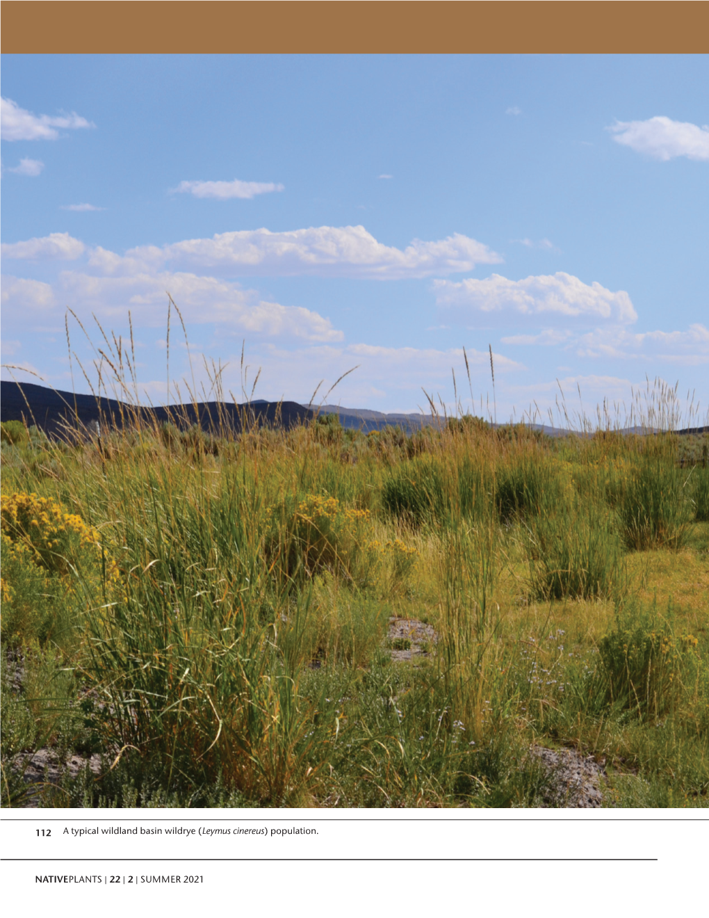 Does Basin Wildrye (Leymus Cinereus) Show Local Adaptation When Deployed According to Generalized Provisional Seed Zones in the Central Basin and Range Ecoregion?