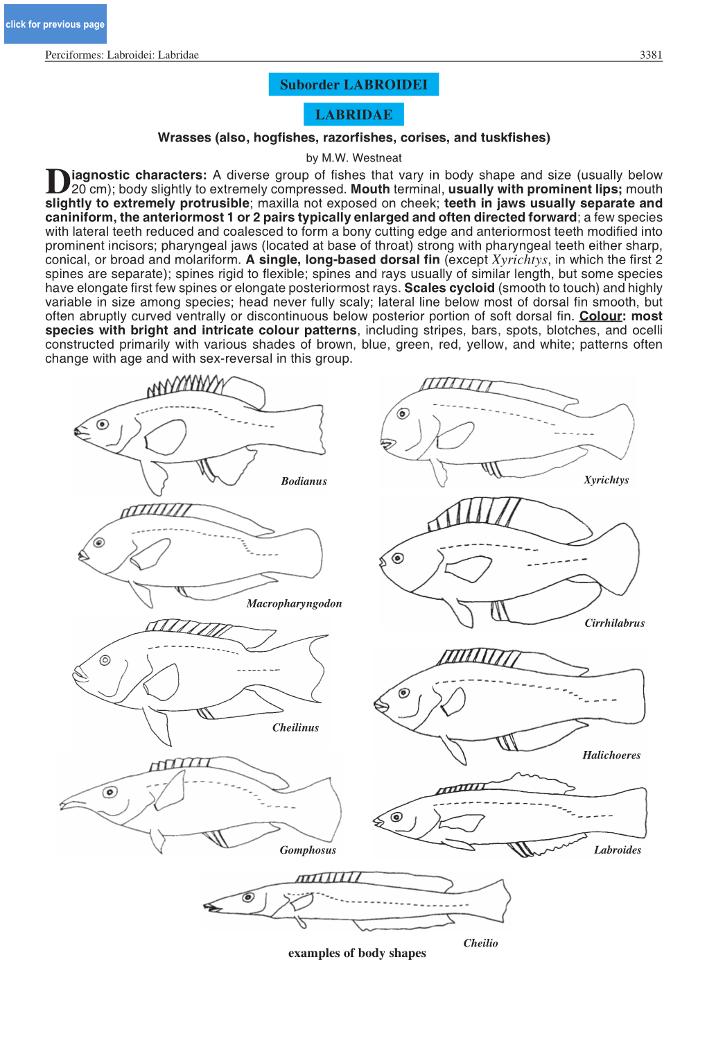 Suborder LABROIDEI LABRIDAE