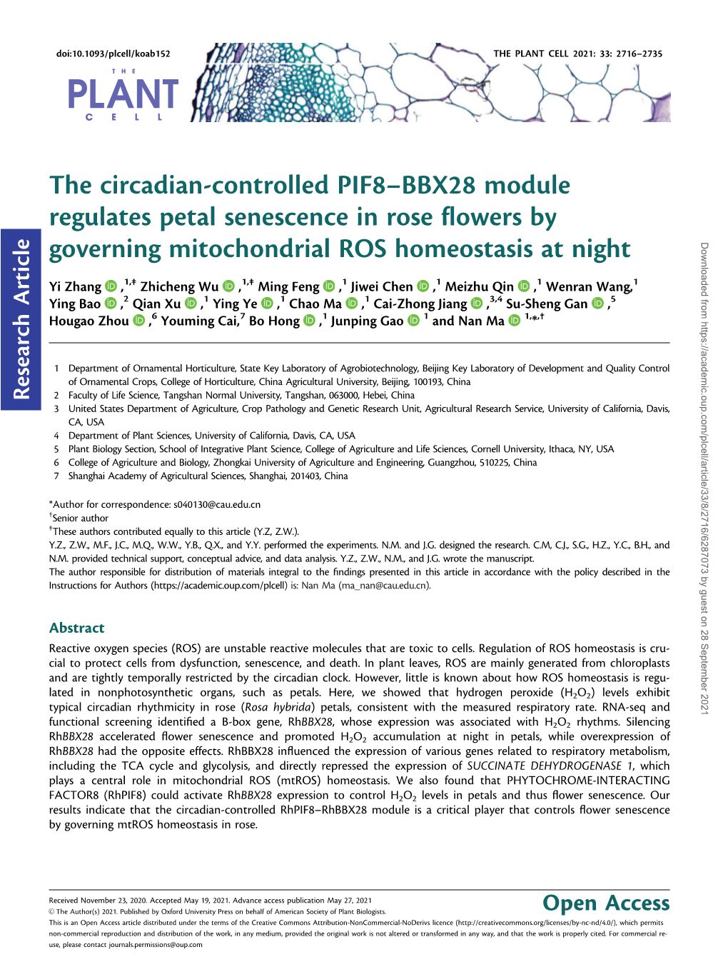 The Circadian-Controlled PIF8-BBX28 Module Regulates Petal Senescence in Rose Flowers by Governing Mitochondrial ROS Homeostasis