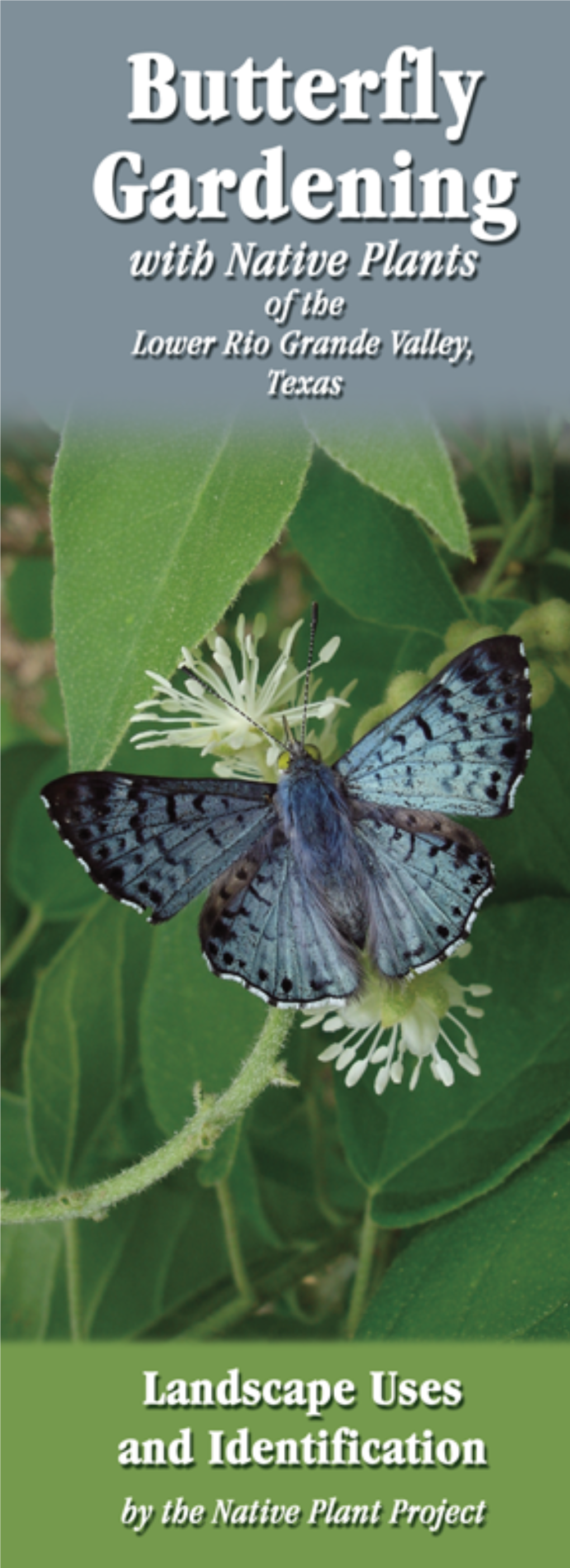 Butterfly Gardening