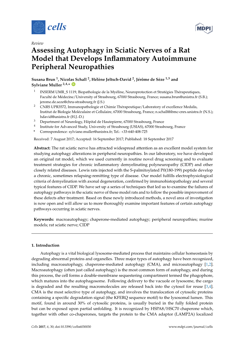 Assessing Autophagy in Sciatic Nerves of a Rat Model That Develops Inﬂammatory Autoimmune Peripheral Neuropathies