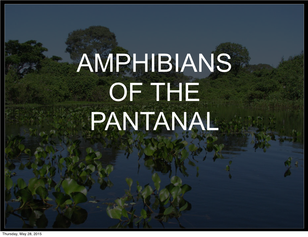 Amphibians of the Pantanal