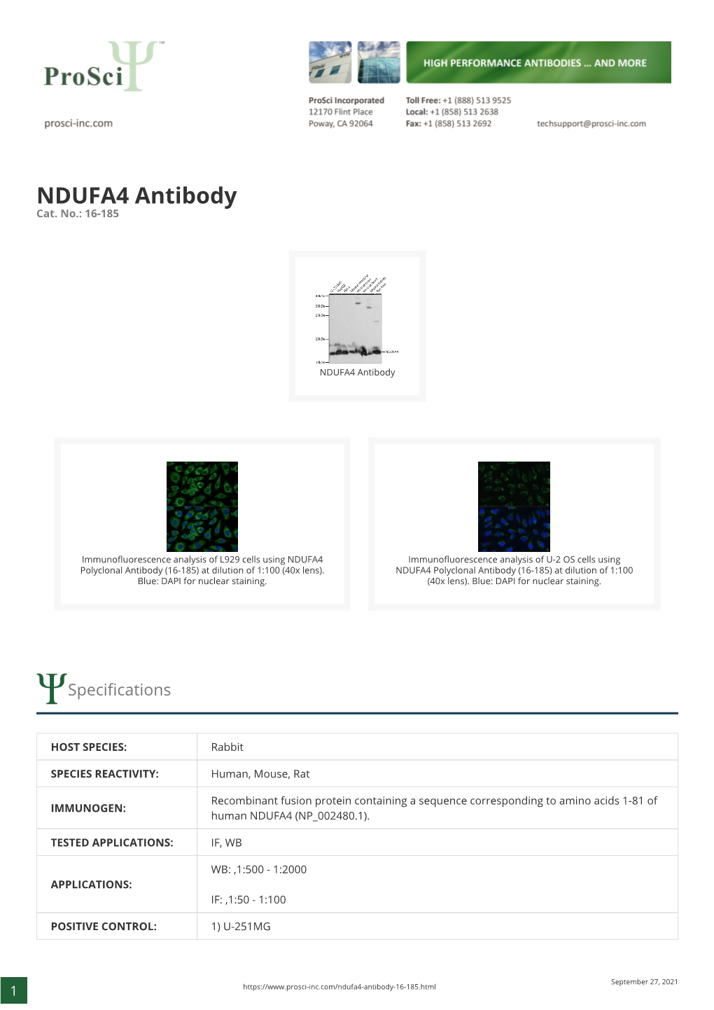 NDUFA4 Antibody Cat