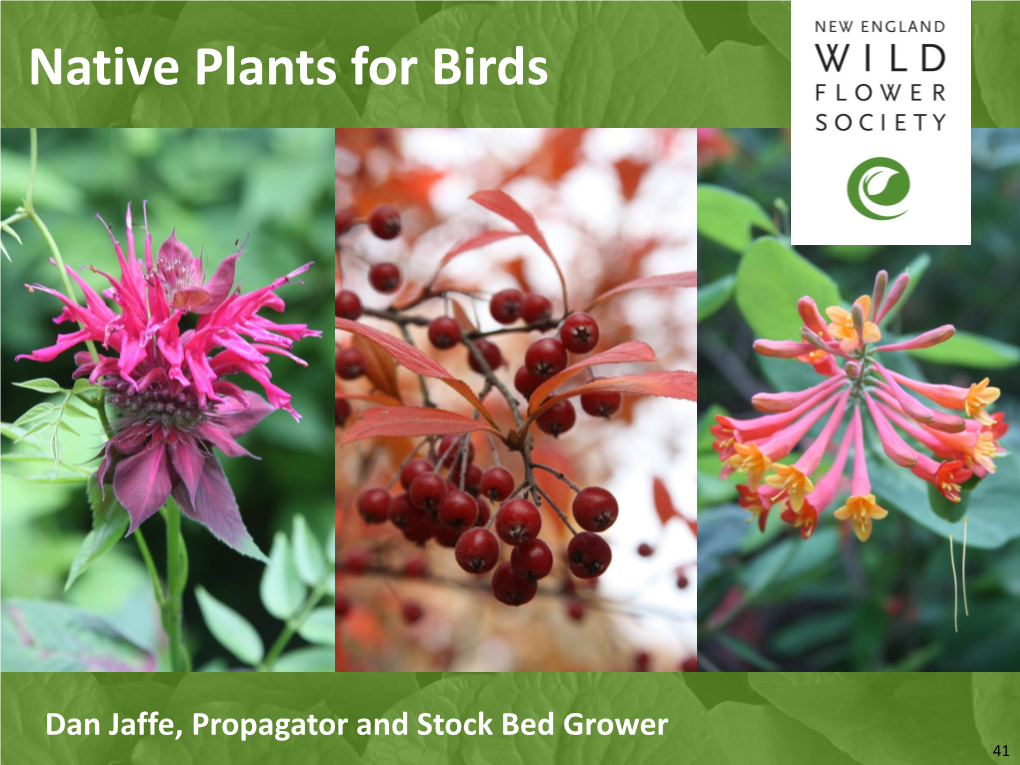 Native Plants for Birds