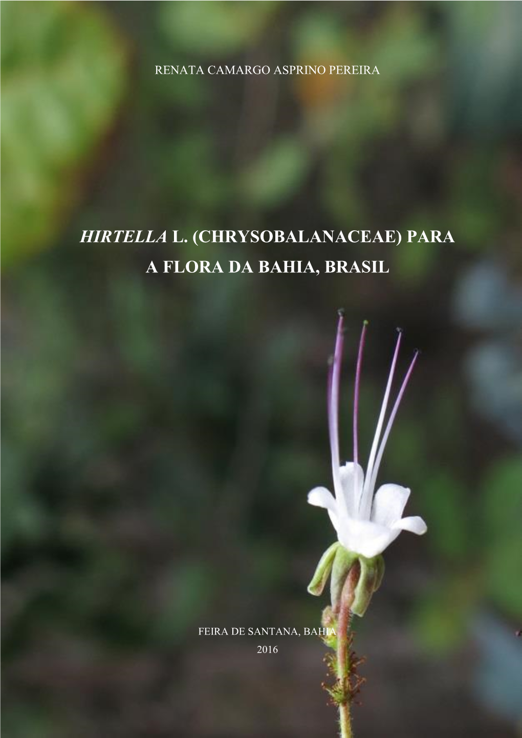 Chrysobalanaceae) Para a Flora Da Bahia, Brasil