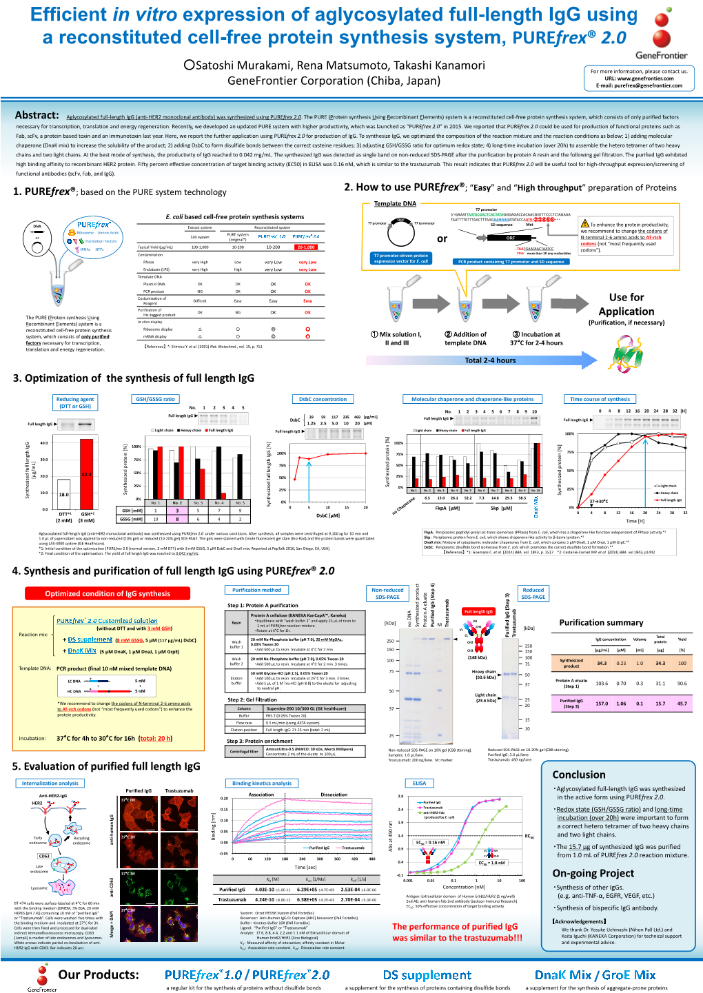 Efficient in Vitro Expression of Aglycosylated Full-Length Igg Using