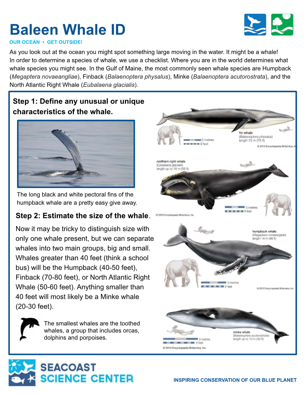 Baleen Whale ID OUR OCEAN • GET OUTSIDE! As You Look out at the Ocean You Might Spot Something Large Moving in the Water