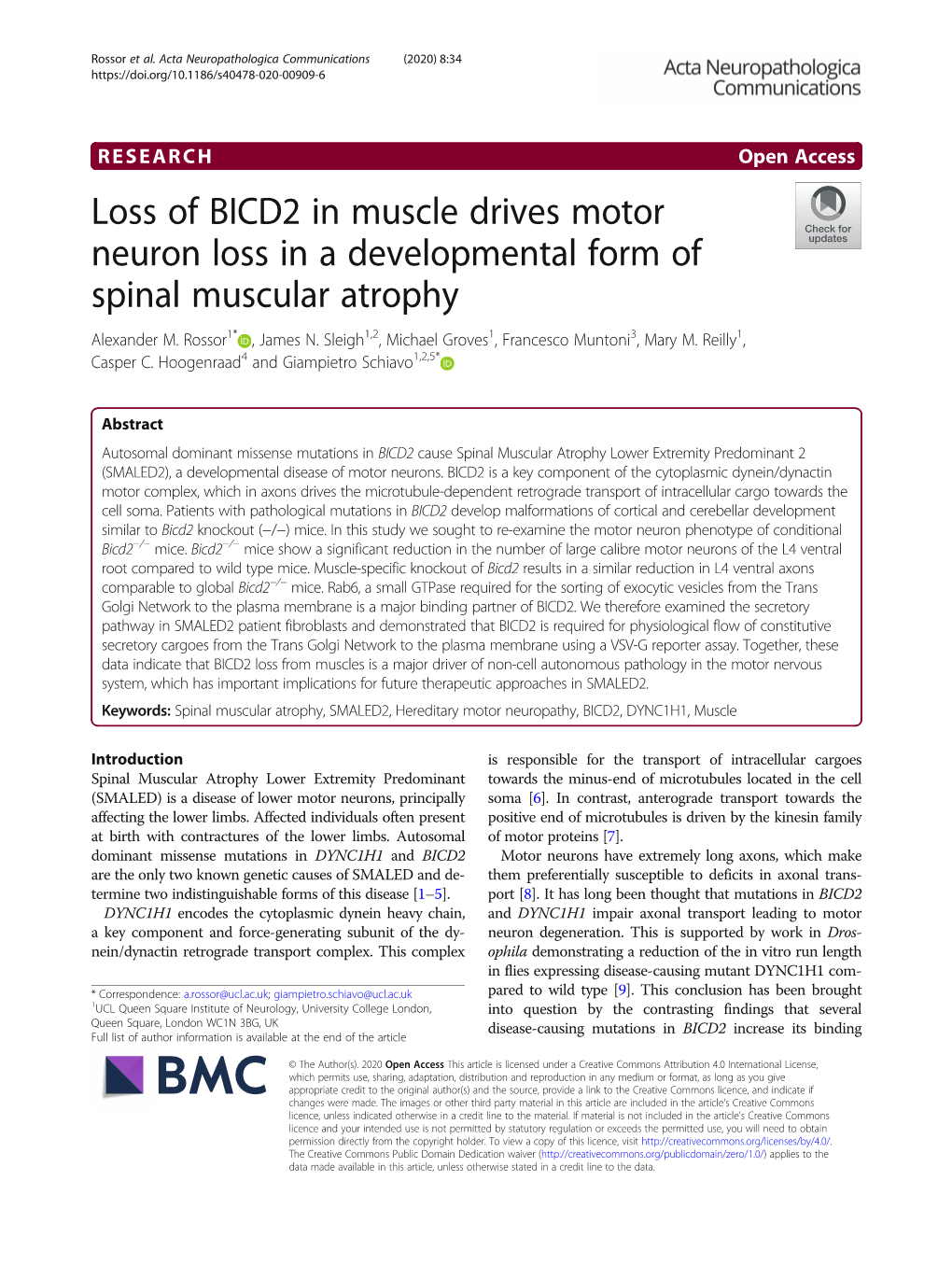 Loss of BICD2 in Muscle Drives Motor Neuron Loss in a Developmental Form of Spinal Muscular Atrophy Alexander M