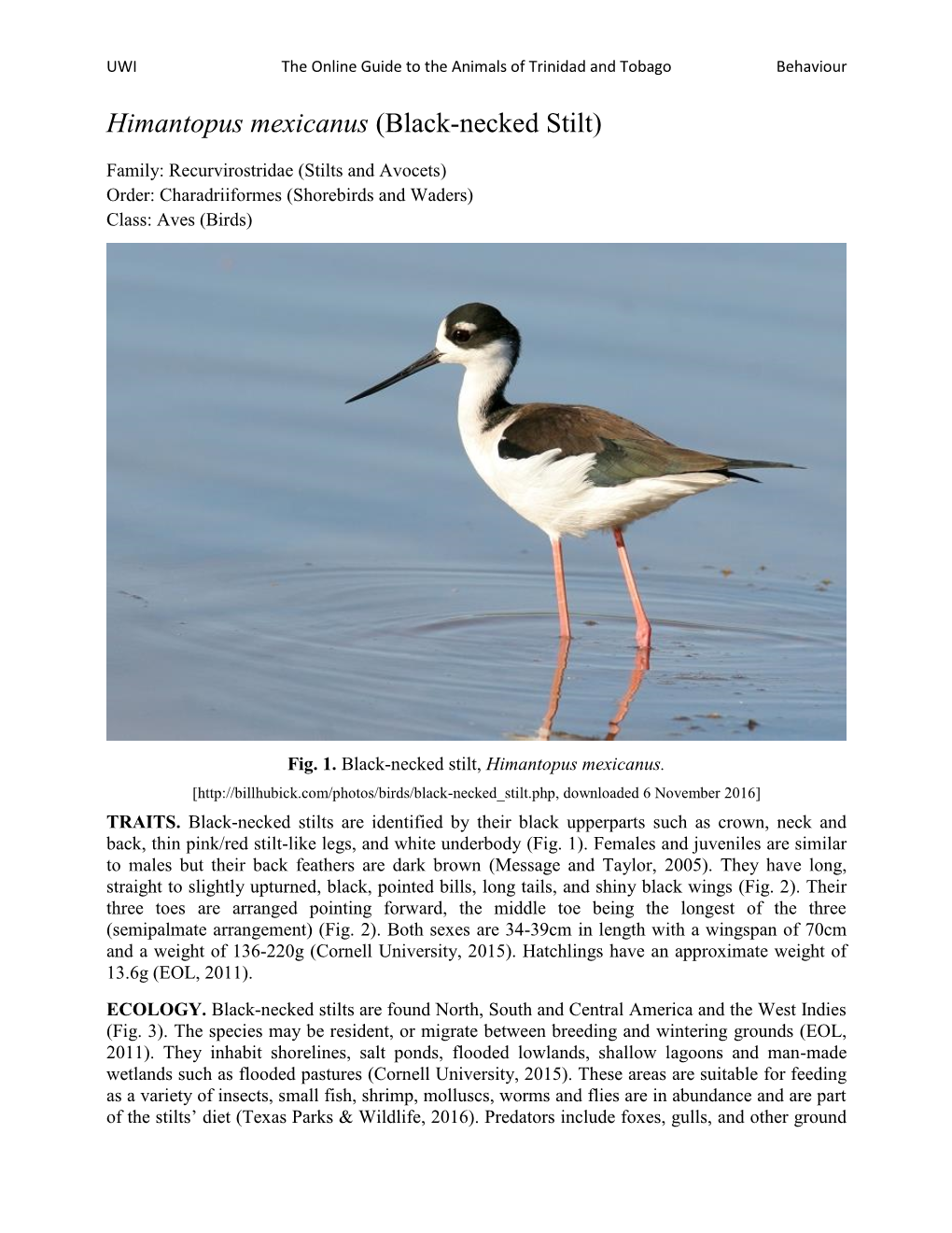 Himantopus Mexicanus (Black-Necked Stilt)