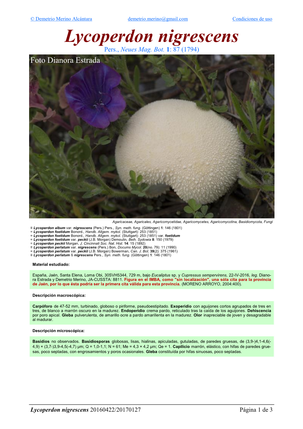 Lycoperdon Nigrescens Lycoperdon