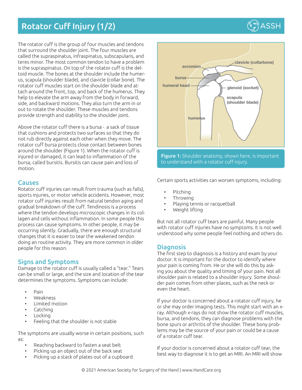 Rotator Cuff Injury (1/2)