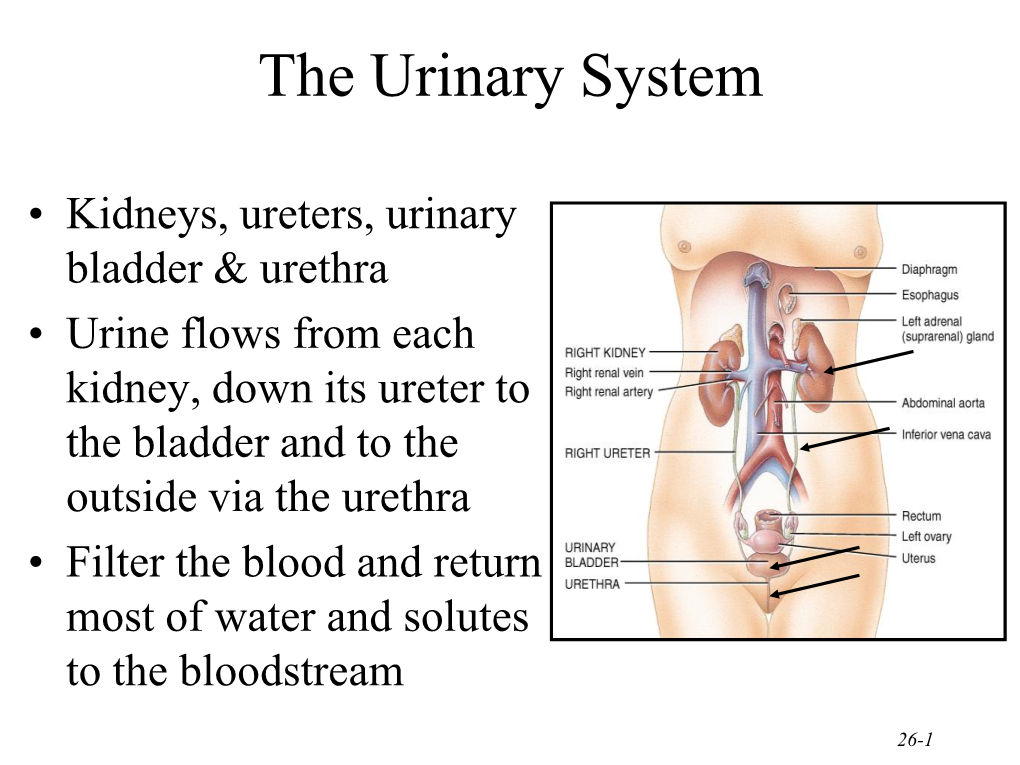 Urinary System