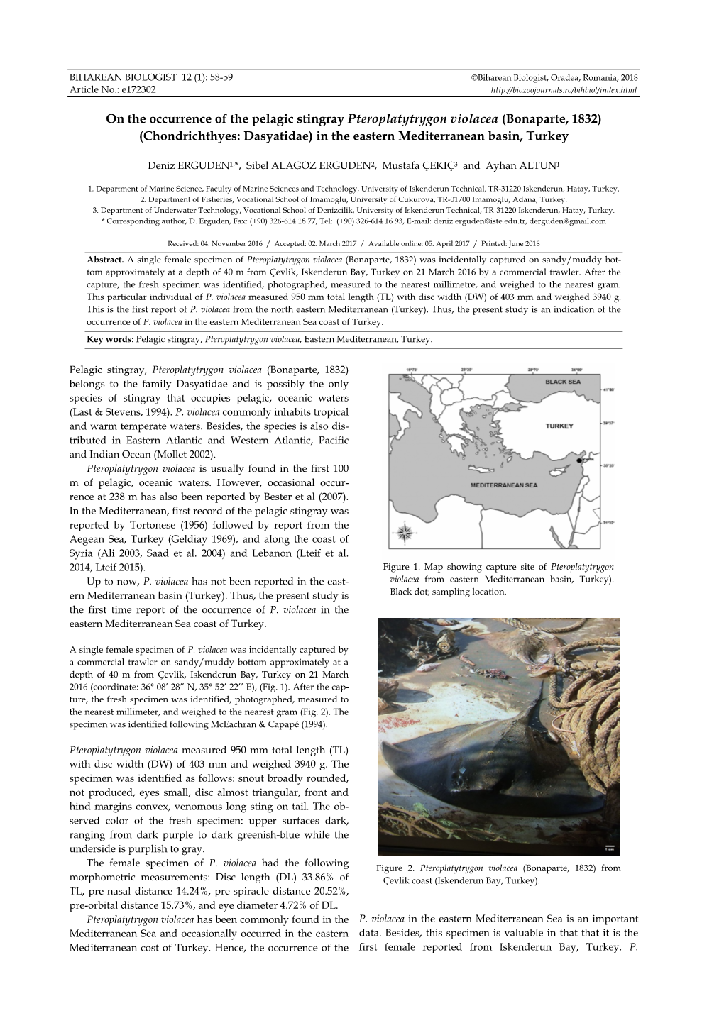 On the Occurrence of the Pelagic Stingray Pteroplatytrygon Violacea (Bonaparte, 1832) (Chondrichthyes: Dasyatidae) in the Eastern Mediterranean Basin, Turkey