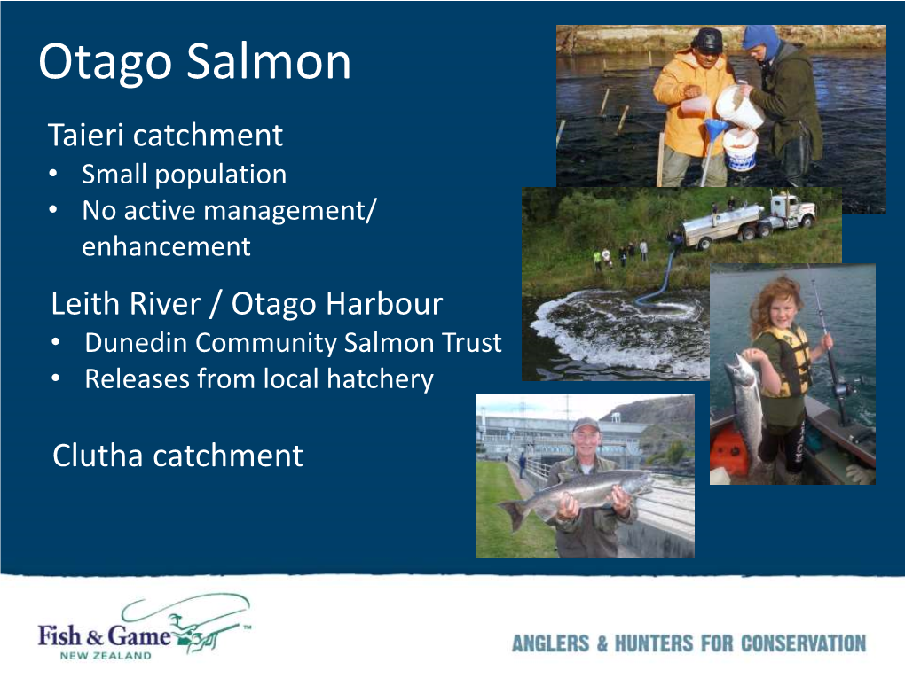 Otago Salmon