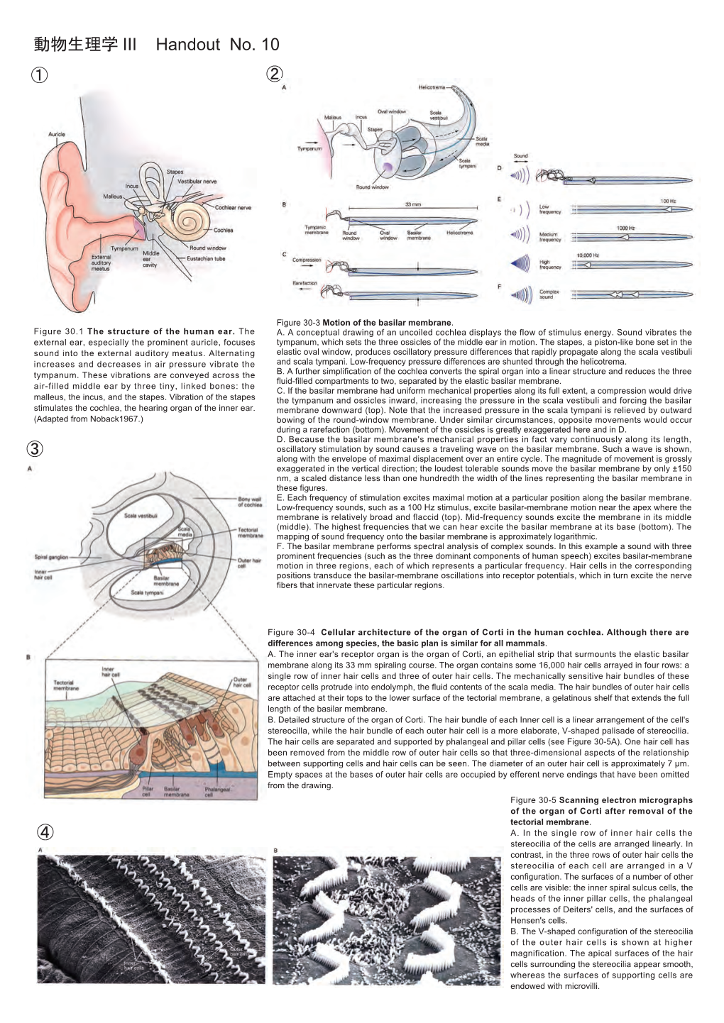 Handout(動物生理学 III） 07