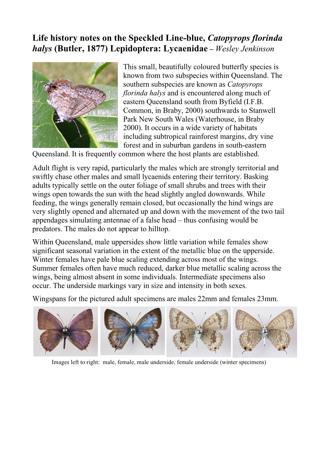 Life History Notes on the Speckled Line-Blue, Catopyrops Florinda Halys (Butler, 1877) Lepidoptera: Lycaenidae – Wesley Jenkinson