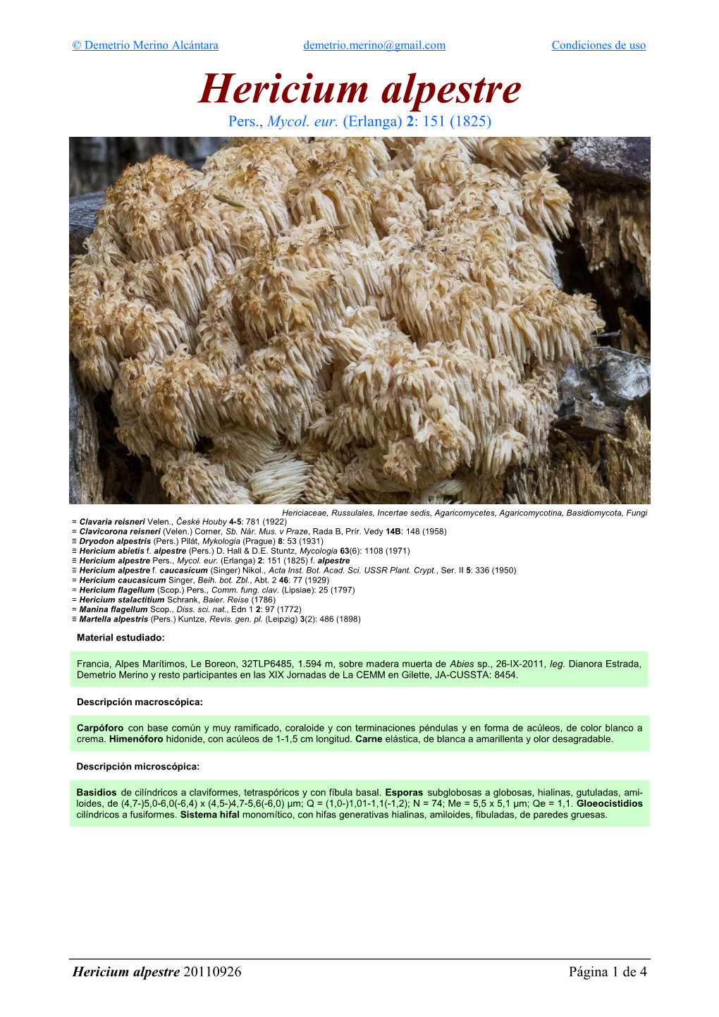 Hericium Alpestre