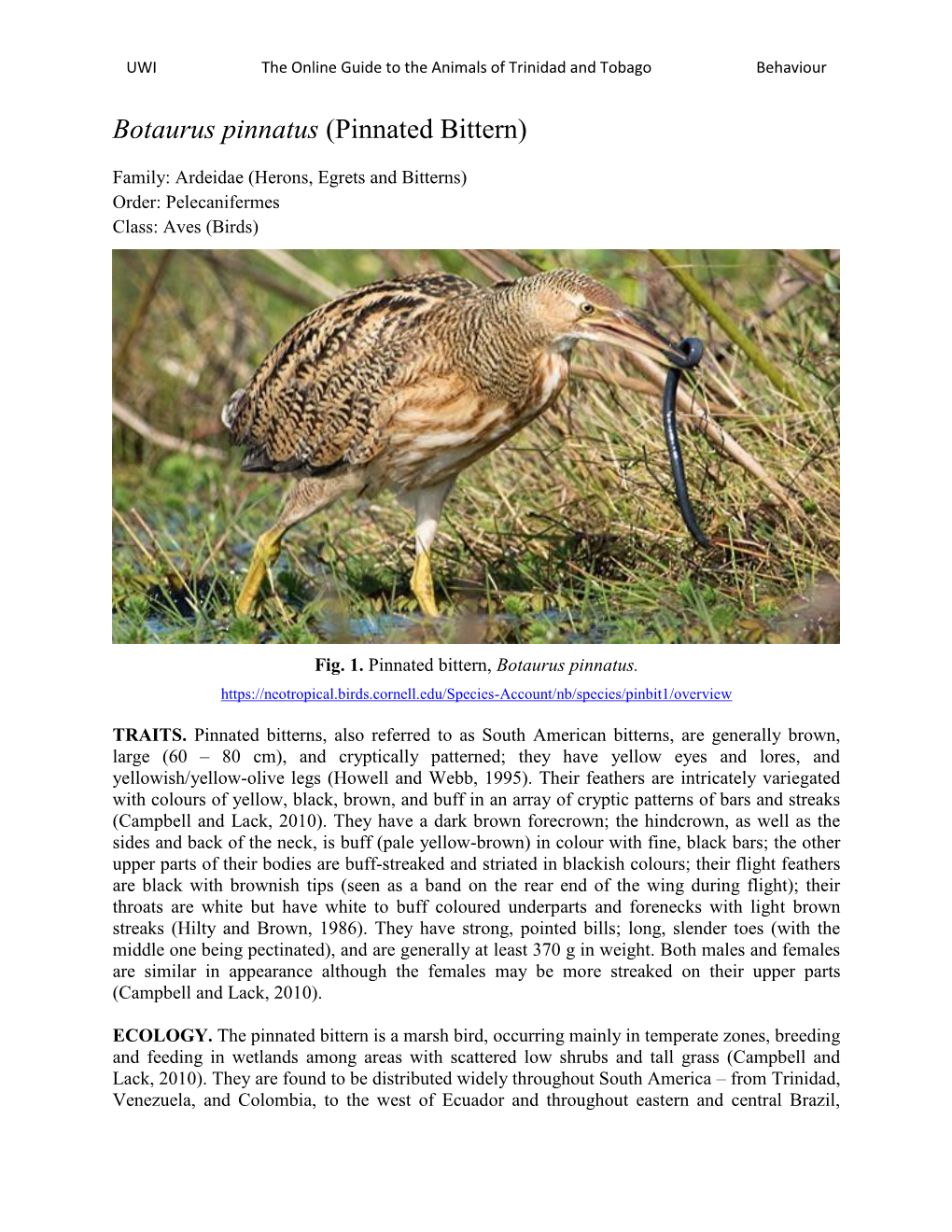 Botaurus Pinnatus (Pinnated Bittern)