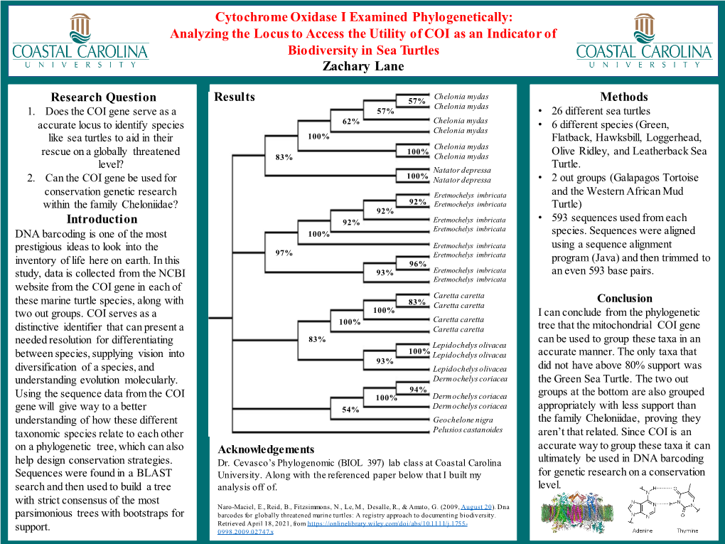 Assessing Biodiversity in Sea Turtles Using COI Sequence Data