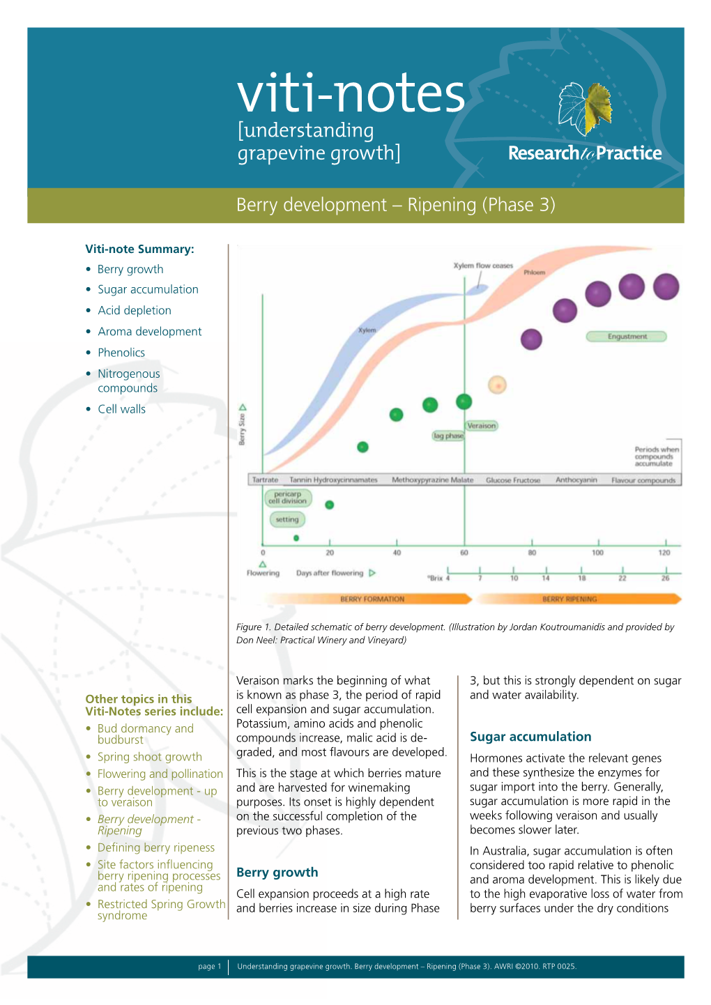 Berry Development – Ripening (Phase 3)