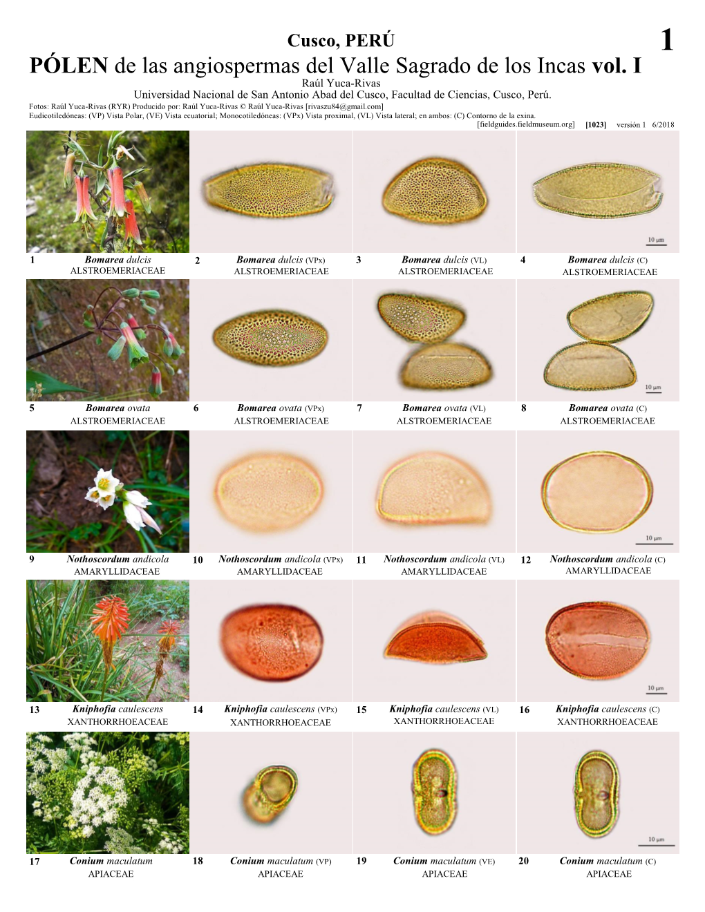 PÓLEN De Las Angiospermas Del Valle Sagrado De Los Incas Vol. I Raúl Yuca-Rivas Universidad Nacional De San Antonio Abad Del Cusco, Facultad De Ciencias, Cusco, Perú