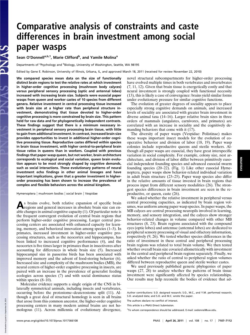 Comparative Analysis of Constraints and Caste Differences in Brain Investment Among Social Paper Wasps